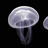 Hệ thống/002/jelly