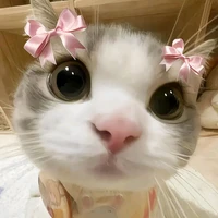 all [ tất cả ]