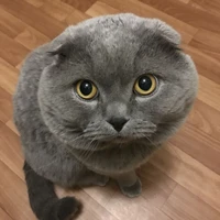 Zoa – ConCưngCủaBaVàMá