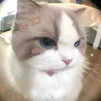 T/G mochi
