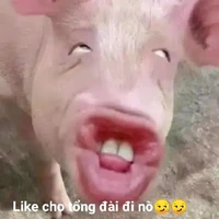tác giả cute hạt me 