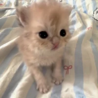 cat cte nhất tgioi😘