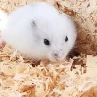 phương mỹ chi (bản chụt hamster)