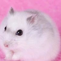 han sara(bản chụt)