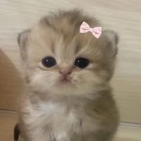 PiPi