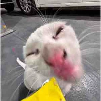 Mèo Cammmm