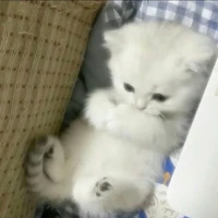 cuốn kịch bản biết đi