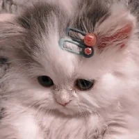 kon mồm lèo ( kon mèo lồn