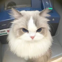 Hệ thống bị skibidi toilet