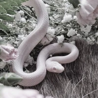 Tử (thú cưng của cô)