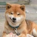 Chó Mẹ (Gia tộc Shiba )