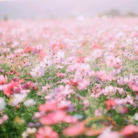 ？？？- nữ -