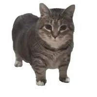 nhỏ bán hàng cho có