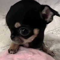 Sweett hư thúi