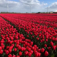Tg mê Tulip
