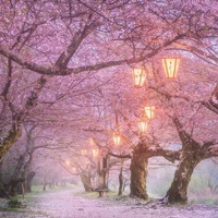 tg(himora sakura)