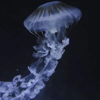 Tg kiêm luôn hệ thống