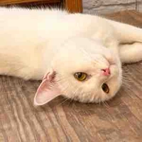 Con tác giả cute chu che hạt me💕