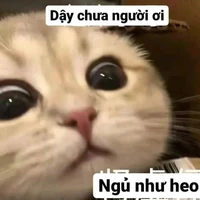 Cả 3<Terrley+Delvin+Mark>