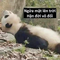 Hận đời