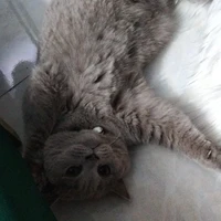 tgiả