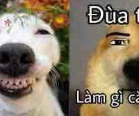 Đội bóng rổ