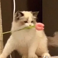 tác giả nói nhiều