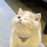 😼 bé mèo số hưởng
