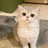 T/G