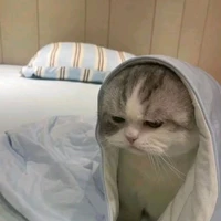 ng hệ meow meow