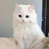 Neko