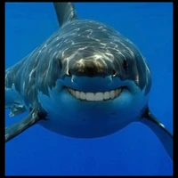 Baby Shark