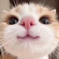 meow