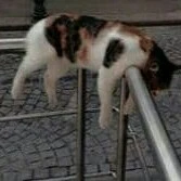 Best friend của tác giả