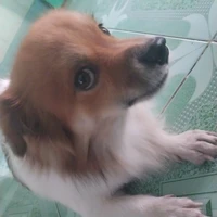 Ngao