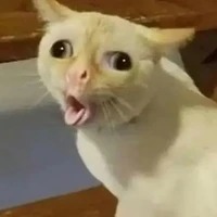 T/g( kiêm nhiều vai phụ)