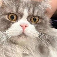 Kiến Quốc_(mèo)