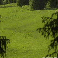 Nguyễn Đông Phong