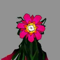 Carnation