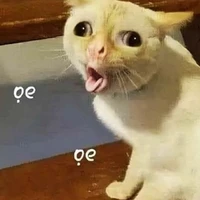 T/G nghiện mèo :3