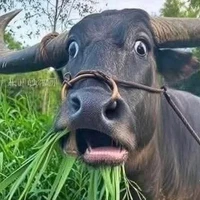 tác giả áck qỉyh 