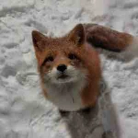 Tg tưng tửng ten tẻn