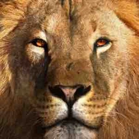 Doo - dạng sư tử 