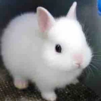 Bống - dạng thỏ