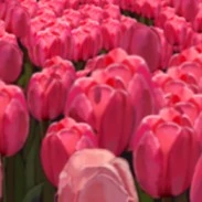 Duy,Tú,Đào,Vy,Bảo-FA1-