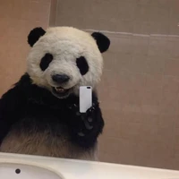 Sinn🐼tg nè