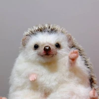 Nhím🦔