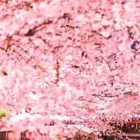 Cả Hai Hoặc Cả Ba🤝