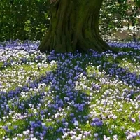 Oliu