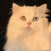 Cô ở dạng mèo